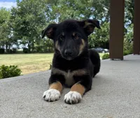 Willow, a female Australian Shepherd and German Shepherd Dog for sale in Franklin, IN – 7 of 8