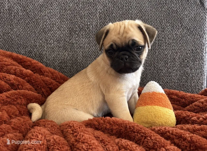 Boo – Pug puppy for sale in Franklin, IN