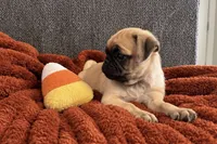 Boo, a male Pug for sale in Franklin, IN – 2 of 10