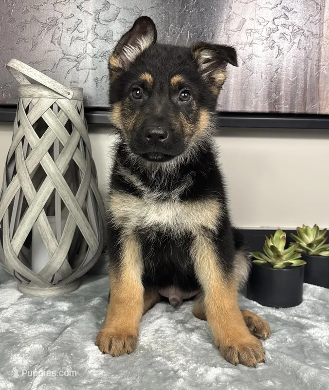 Mike, a male German Shepherd Dog for sale in Franklin, IN – Photo 1 of 7