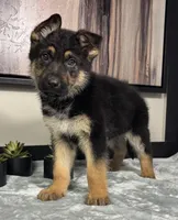 Mike, a male German Shepherd Dog for sale in Franklin, IN – Photo 3 of 7