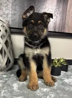 Mike, a male German Shepherd Dog for sale in Franklin, IN – Photo 6 of 7