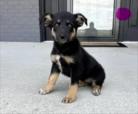 Willow, a female Australian Shepherd and German Shepherd Dog for sale in Franklin, IN – 4 of 6