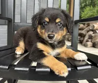 Tucker, a male Rat Terrier and Chihuahua for sale in Franklin, IN – 6 of 9