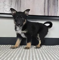 James, a male Australian Cattle Dog and German Shepherd Dog for sale in Franklin, IN – 3 of 6