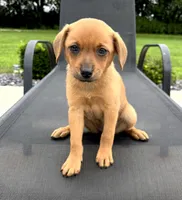 Winnie, a female Rat Terrier and Chihuahua for sale in Franklin, IN – 4 of 6