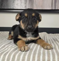 Cooper, a male Australian Cattle Dog and German Shepherd Dog for sale in Franklin, IN – 1 of 5