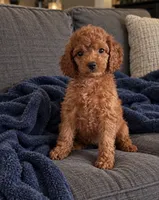 Jake, a male Cavapoo for sale in Indianapolis, IN – 1 of 5