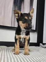Bailey , a female Australian Cattle Dog and German Shepherd Dog for sale in Franklin, IN – 4 of 5