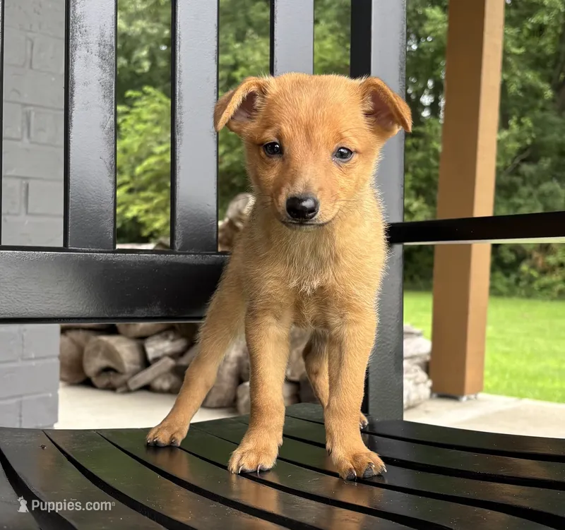 Rosie – Rat Terrier, Chihuahua puppy for sale in Franklin, IN