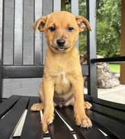 Daisy, a female Rat Terrier and Chihuahua for sale in Franklin, IN – 1 of 8