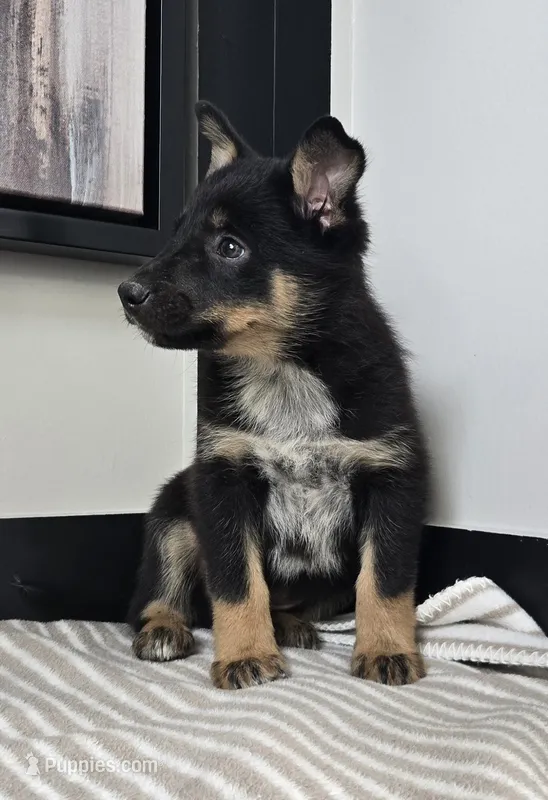 Jack – Australian Cattle Dog, German Shepherd Dog puppy for sale in Franklin, IN