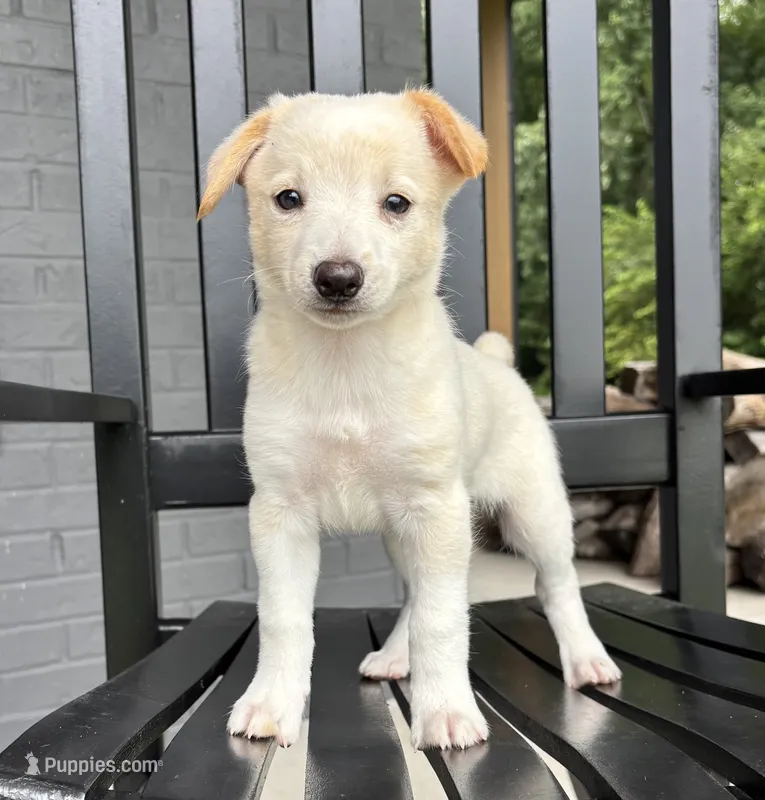 Jake – Jack Russell Terrier, Rat Terrier puppy for sale in Franklin, IN