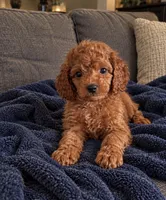 Teddy, a male Cavapoo for sale in Franklin, IN – 4 of 5
