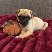 Pumpkin , a female Pug for sale in Franklin, IN – 6 of 7