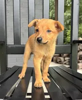 Rosie, a female Jack Russell Terrier and Rat Terrier for sale in Franklin, IN – 3 of 6