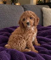Layla, a female Cavapoo for sale in Indianapolis, IN – 4 of 5