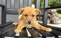 Daisy, a female Rat Terrier and Chihuahua for sale in Franklin, IN – 3 of 8