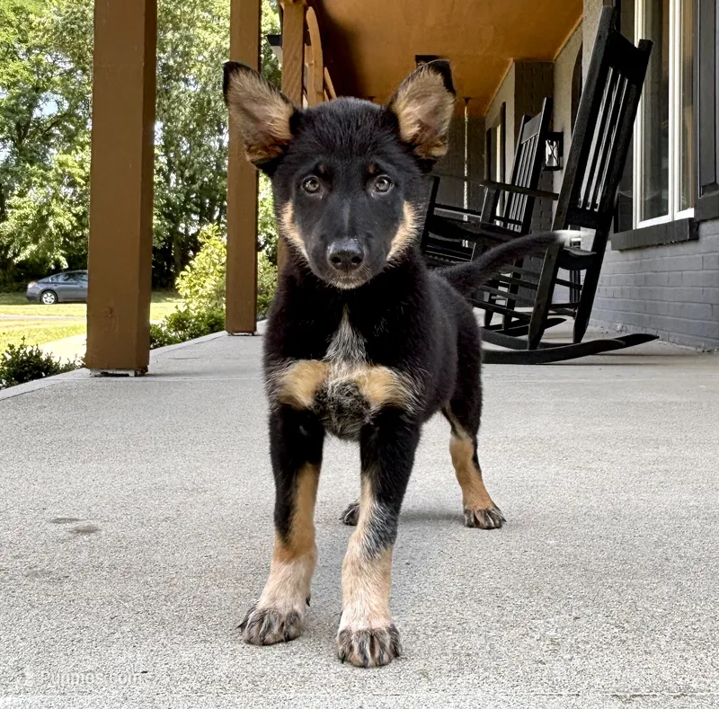 Brody – Australian Shepherd, German Shepherd Dog puppy for sale in Franklin, IN