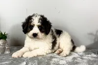 Henry, a male Poodle - Miniature  and Bernedoodle for sale in Franklin, IN – 6 of 6