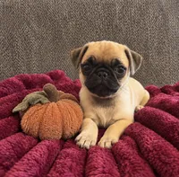 Pumpkin , a female Pug for sale in Franklin, IN – 3 of 7