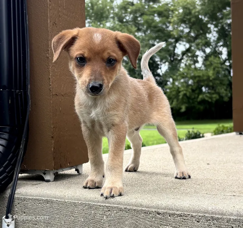 Jack – Jack Russell Terrier, Rat Terrier puppy for sale in Franklin, IN