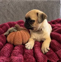 Pumpkin , a female Pug for sale in Franklin, IN – 2 of 7