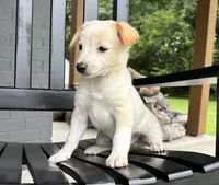 Tucker, a male Rat Terrier and Chihuahua for sale in Franklin, IN – 4 of 8