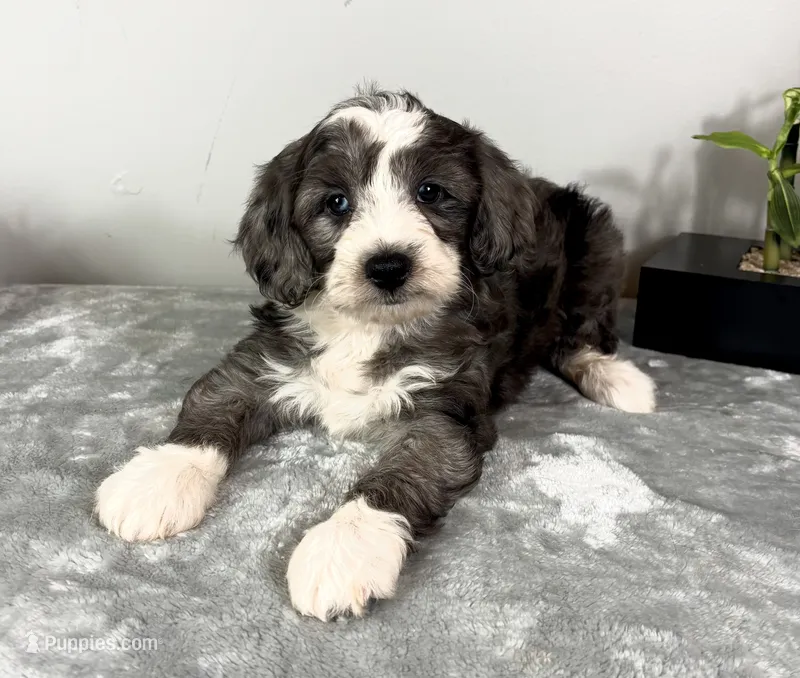 Jake  – Poodle - Miniature , Bernedoodle puppy for sale in Franklin, IN