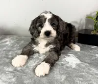 Jake , a male Poodle - Miniature  and Bernedoodle for sale in Franklin, IN – 1 of 5