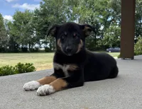 Willow, a female Australian Shepherd and German Shepherd Dog for sale in Franklin, IN – 5 of 8