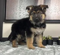 Mike, a male German Shepherd Dog for sale in Franklin, IN – Photo 2 of 5