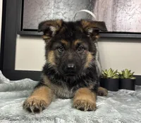 Mike, a male German Shepherd Dog for sale in Franklin, IN – Photo 3 of 5