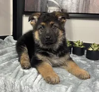 Mike, a male German Shepherd Dog for sale in Franklin, IN – Photo 5 of 5