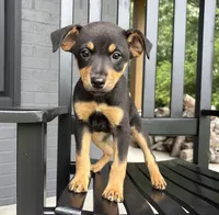 Millie , a female Rat Terrier and Chihuahua for sale in Franklin, IN – 5 of 6