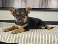 Jack, a male Australian Cattle Dog and German Shepherd Dog for sale in Franklin, IN – 3 of 5