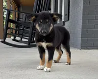 Willow, a female Australian Shepherd and German Shepherd Dog for sale in Franklin, IN – 1 of 8