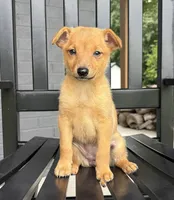 Rosie, a female Jack Russell Terrier and Rat Terrier for sale in Franklin, IN – 5 of 6