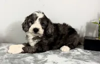 Jake , a male Poodle - Miniature  and Bernedoodle for sale in Franklin, IN – 3 of 5