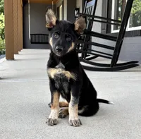 Brody, a male Australian Shepherd and German Shepherd Dog for sale in Franklin, IN – 5 of 9