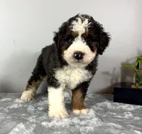 Cooper, a male Poodle - Miniature  and Bernedoodle for sale in Franklin, IN – 3 of 6
