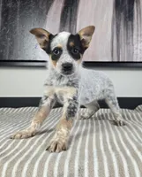 Bella , a female Australian Cattle Dog and German Shepherd Dog for sale in Franklin, IN – 5 of 5