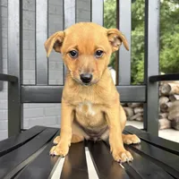 Daisy, a female Rat Terrier and Chihuahua for sale in Franklin, IN – 2 of 8