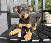 Millie , a female Rat Terrier and Chihuahua for sale in Franklin, IN – 2 of 6