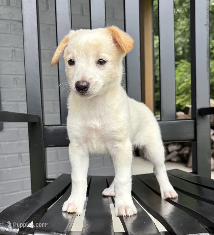 Tucker – Rat Terrier, Chihuahua puppy for sale in Franklin, IN