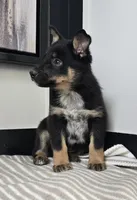 James, a male Australian Cattle Dog and German Shepherd Dog for sale in Franklin, IN – 2 of 6