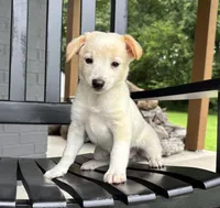 Tucker, a male Rat Terrier and Chihuahua for sale in Franklin, IN – 3 of 8
