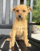 Daisy, a female Jack Russell Terrier and Rat Terrier for sale in Franklin, IN – 4 of 7