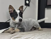 Luke, a male Australian Cattle Dog and German Shepherd Dog for sale in Franklin, IN – 2 of 5