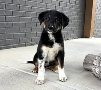 Scout, a male Australian Shepherd and German Shepherd Dog for sale in Franklin, IN – 6 of 6